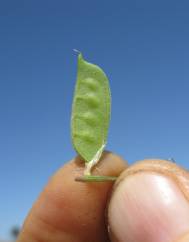 Vicia eriocarpa