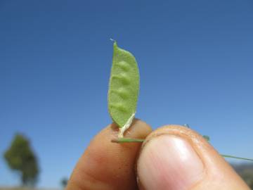 Fotografia da espécie Vicia eriocarpa