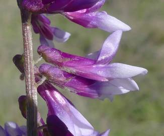 Fotografia da espécie Vicia eriocarpa