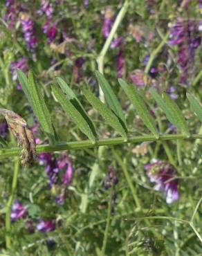 Fotografia 7 da espécie Vicia eriocarpa no Jardim Botânico UTAD