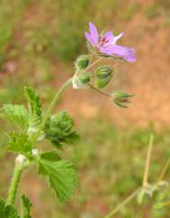 Erodium chium