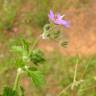 Fotografia 1 da espécie Erodium chium do Jardim Botânico UTAD