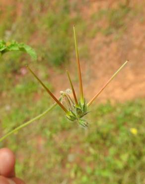 Fotografia 4 da espécie Erodium chium no Jardim Botânico UTAD