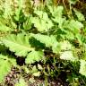 Fotografia 5 da espécie Erodium chium do Jardim Botânico UTAD