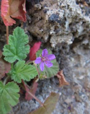 Fotografia 8 da espécie Erodium chium no Jardim Botânico UTAD