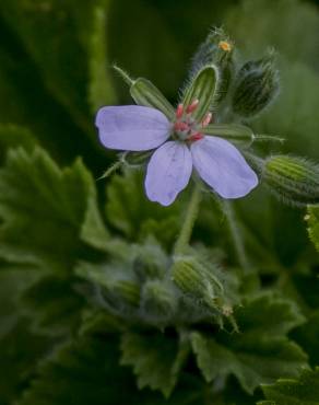 Fotografia 9 da espécie Erodium chium no Jardim Botânico UTAD