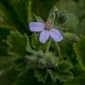 Fotografia 9 da espécie Erodium chium do Jardim Botânico UTAD