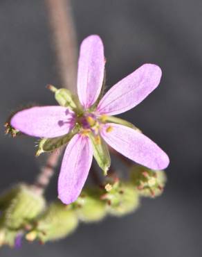 Fotografia 10 da espécie Erodium chium no Jardim Botânico UTAD