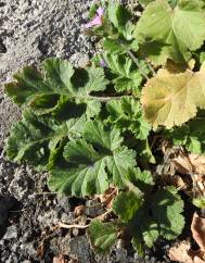 Erodium laciniatum