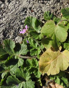 Fotografia 3 da espécie Erodium laciniatum no Jardim Botânico UTAD