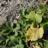 Fotografia 3 da espécie Erodium laciniatum do Jardim Botânico UTAD