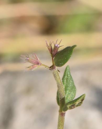 Fotografia de capa Micromeria graeca - do Jardim Botânico