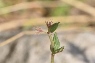 Fotografia da espécie Micromeria graeca