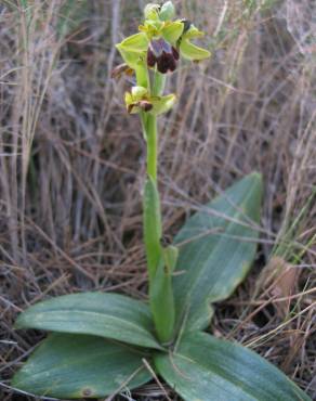 Fotografia 1 da espécie Ophrys fusca no Jardim Botânico UTAD