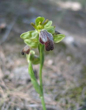 Fotografia 3 da espécie Ophrys fusca no Jardim Botânico UTAD