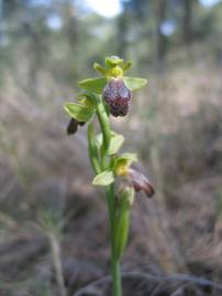 Fotografia da espécie Ophrys fusca