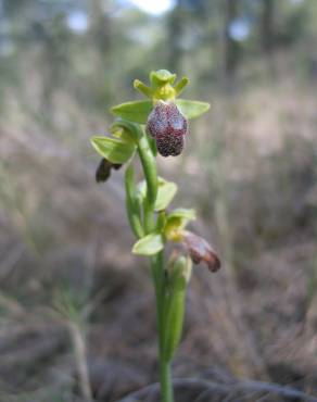 Fotografia 4 da espécie Ophrys fusca no Jardim Botânico UTAD