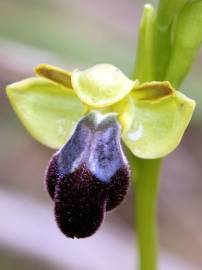 Fotografia da espécie Ophrys fusca