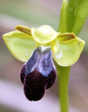 Fotografia 5 da espécie Ophrys fusca no Jardim Botânico UTAD