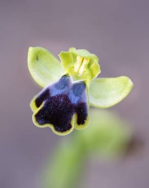 Fotografia 6 da espécie Ophrys fusca no Jardim Botânico UTAD