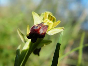 Fotografia da espécie Ophrys fusca