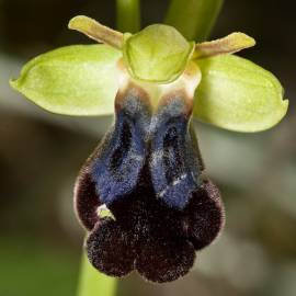 Fotografia da espécie Ophrys fusca