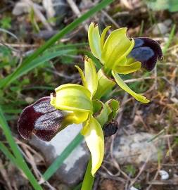 Fotografia da espécie Ophrys fusca