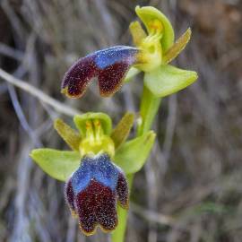 Fotografia da espécie Ophrys fusca