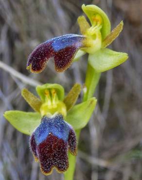 Fotografia 11 da espécie Ophrys fusca no Jardim Botânico UTAD