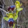 Fotografia 11 da espécie Ophrys fusca do Jardim Botânico UTAD