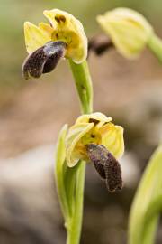 Fotografia da espécie Ophrys fusca