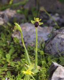 Fotografia da espécie Ophrys fusca