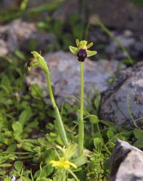 Fotografia 14 da espécie Ophrys fusca no Jardim Botânico UTAD