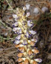 Fotografia da espécie Orobanche schultzii