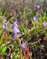 Fotografia da espécie Linaria algarviana