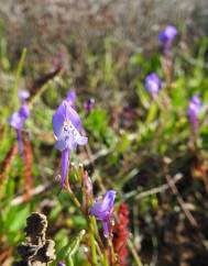 Linaria algarviana