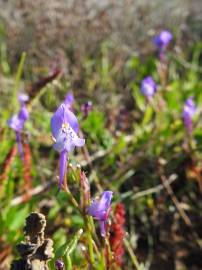 Fotografia da espécie Linaria algarviana