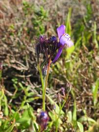 Fotografia da espécie Linaria algarviana