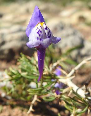 Fotografia 3 da espécie Linaria algarviana no Jardim Botânico UTAD