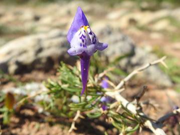 Fotografia da espécie Linaria algarviana