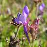 Fotografia 4 da espécie Linaria algarviana do Jardim Botânico UTAD