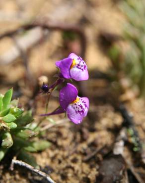 Fotografia 5 da espécie Linaria algarviana no Jardim Botânico UTAD