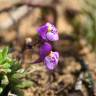 Fotografia 5 da espécie Linaria algarviana do Jardim Botânico UTAD