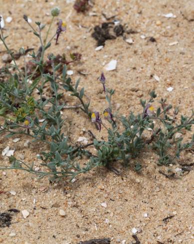 Fotografia de capa Linaria pedunculata - do Jardim Botânico