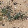 Fotografia 1 da espécie Linaria pedunculata do Jardim Botânico UTAD