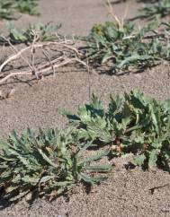 Plantago coronopus subesp. macrorhiza