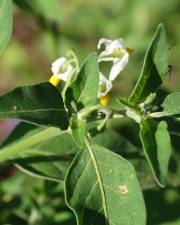 Fotografia da espécie Solanum villosum