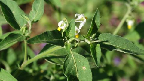 Fotografia da espécie Solanum villosum