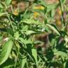 Fotografia 14 da espécie Solanum villosum do Jardim Botânico UTAD