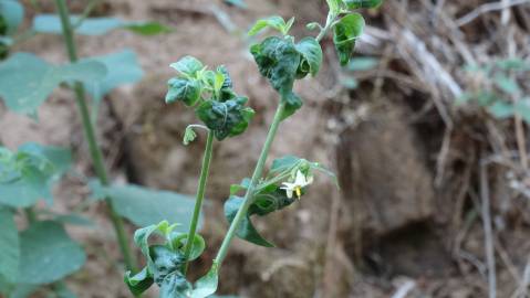 Fotografia da espécie Solanum villosum